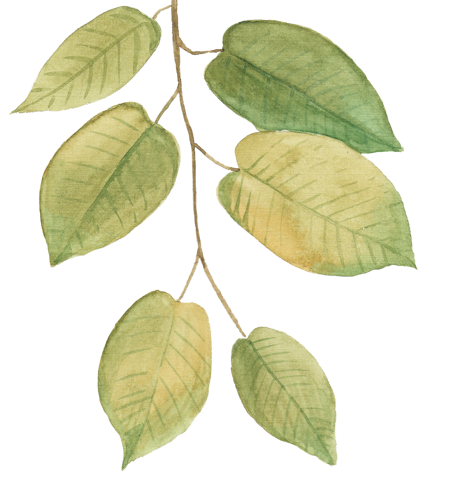 leaf 6