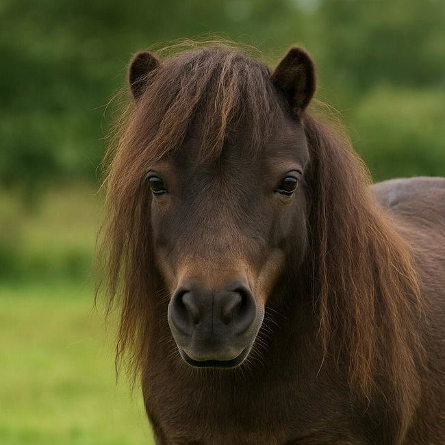 pony