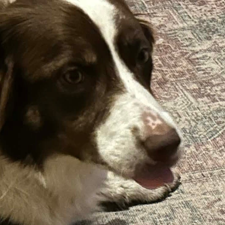 Finn