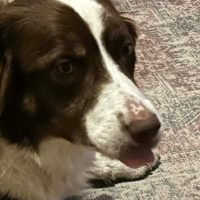 Finn