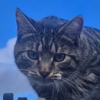 Tigger
