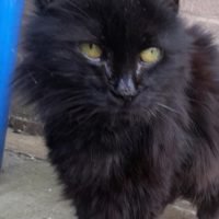 Xena