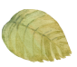leaf 1_2